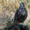 Young Saker Falcon (Falco cherrug) in Bulgaria